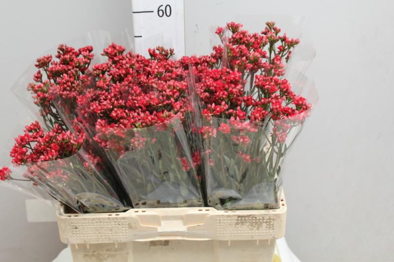 Где Купить Срезанные Цветы